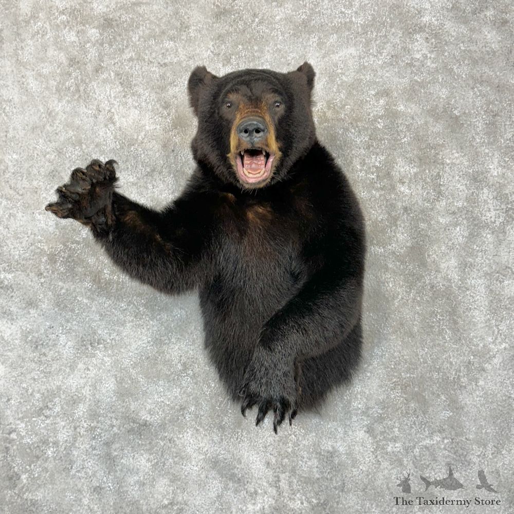 Black Bear 1/2 Life-Size Mount For Sale #29278 @ The Taxidermy Store