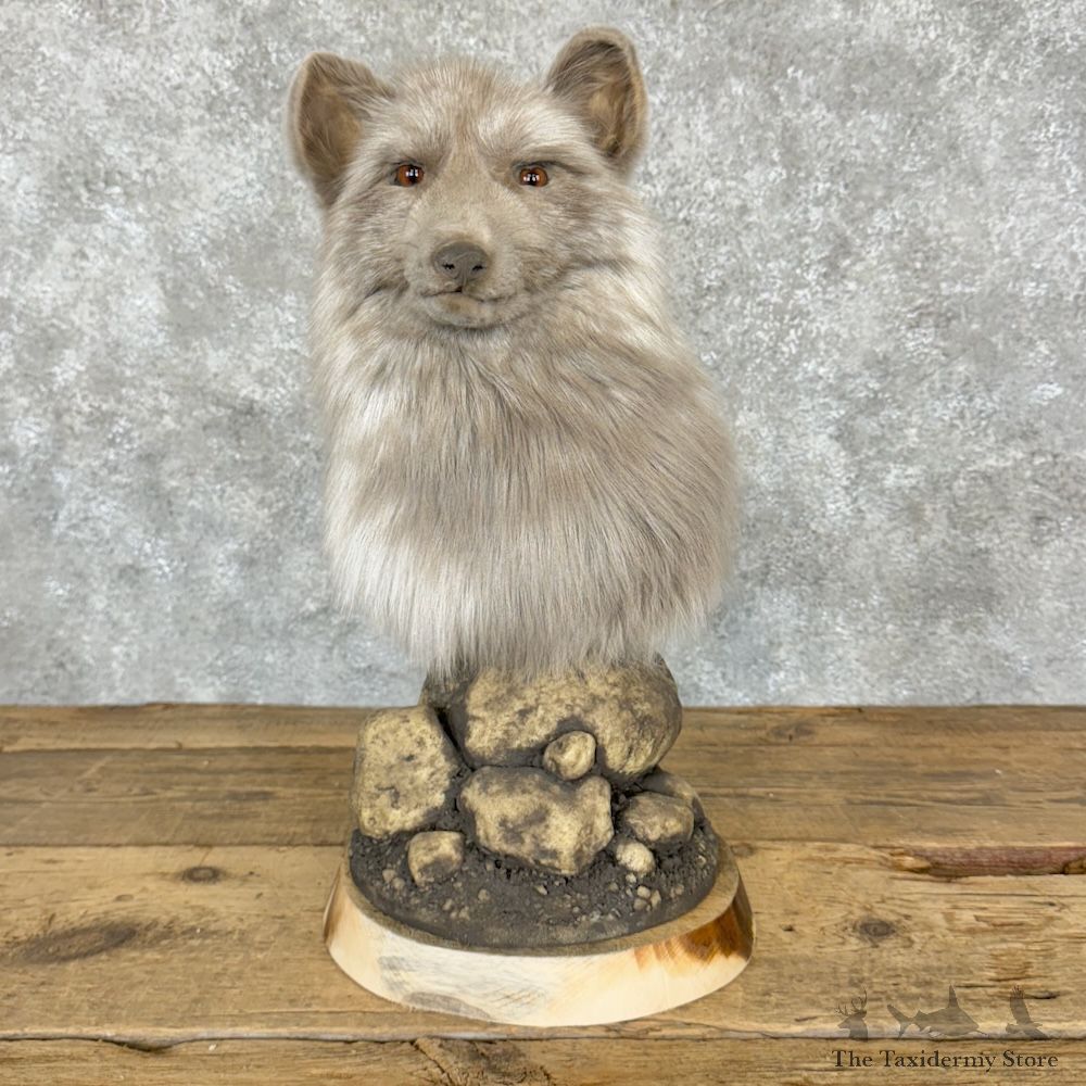 Platinum Fox Pedestal Mount For Sale #29260 @ The Taxidermy Store