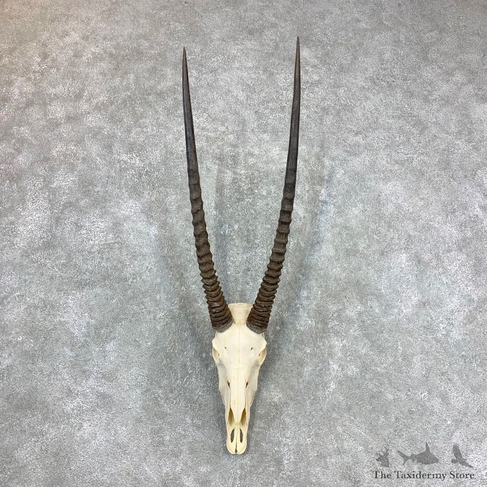 Gemsbok Skull Horns European Mount #23360 For Sale @ The Taxidermy Store