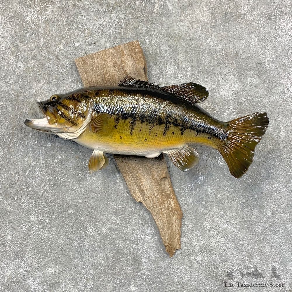 Largemouth Bass Fish Mount For Sale #23644 @ The Taxidermy Store