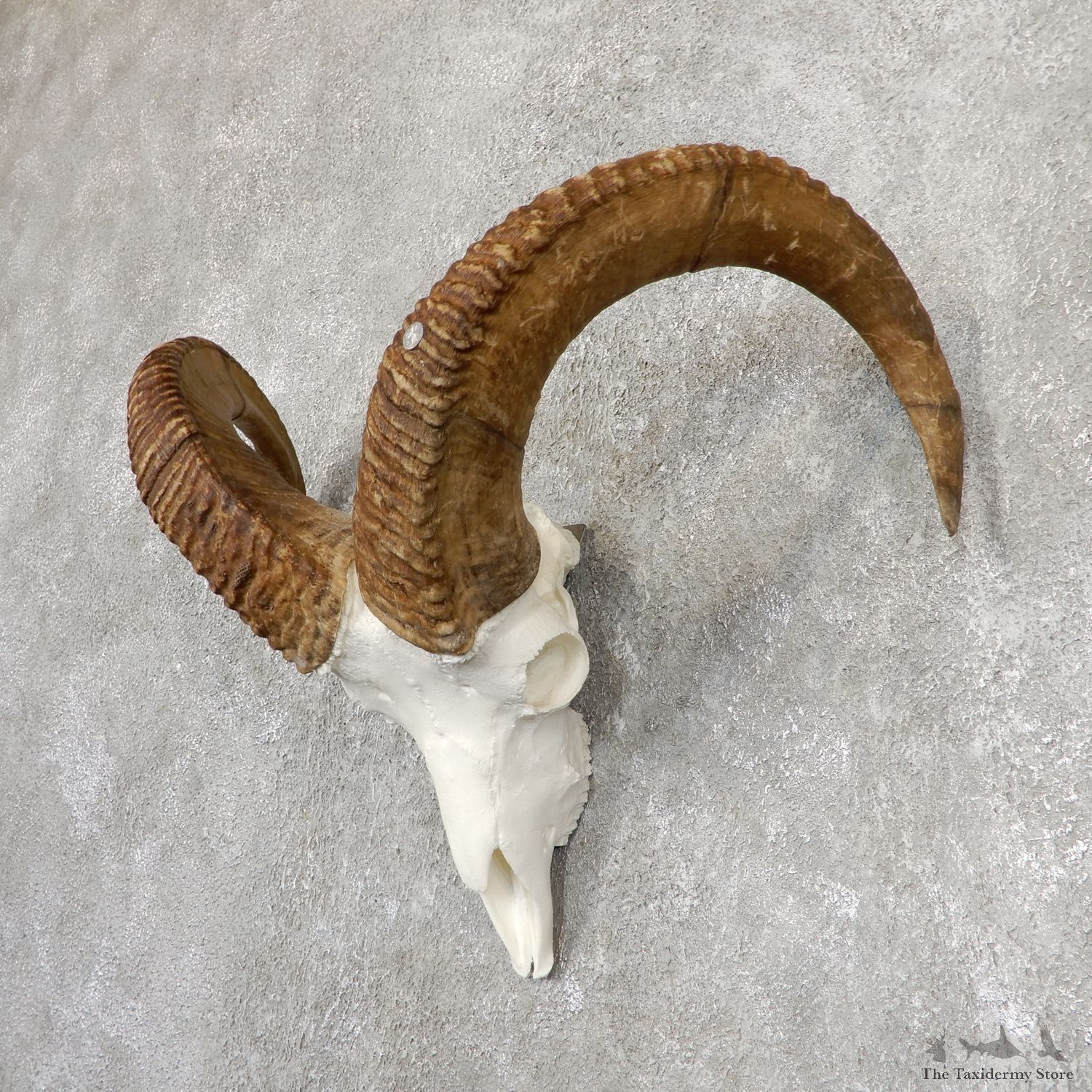 Dall Sheep Reproduction Skull Mount For Sale #19818 @ The Taxidermy Store