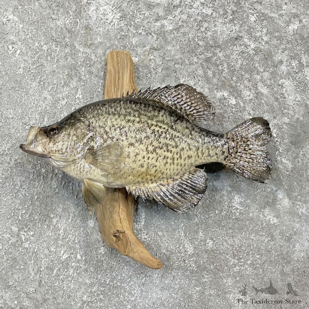 White Crappie Fish Mount For Sale #27309 @ The Taxidermy Store
