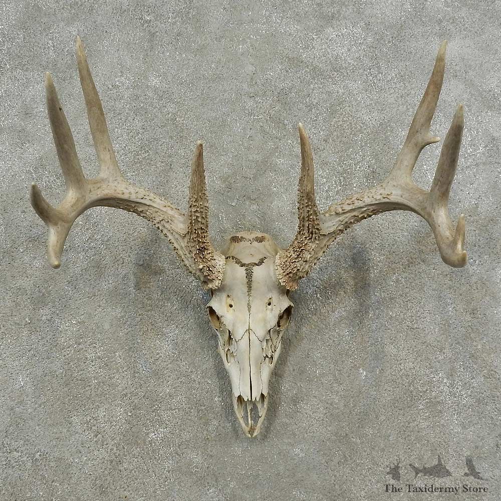 Whitetail Deer Skull European Mount For Sale #16879 @ The Taxidermy Store