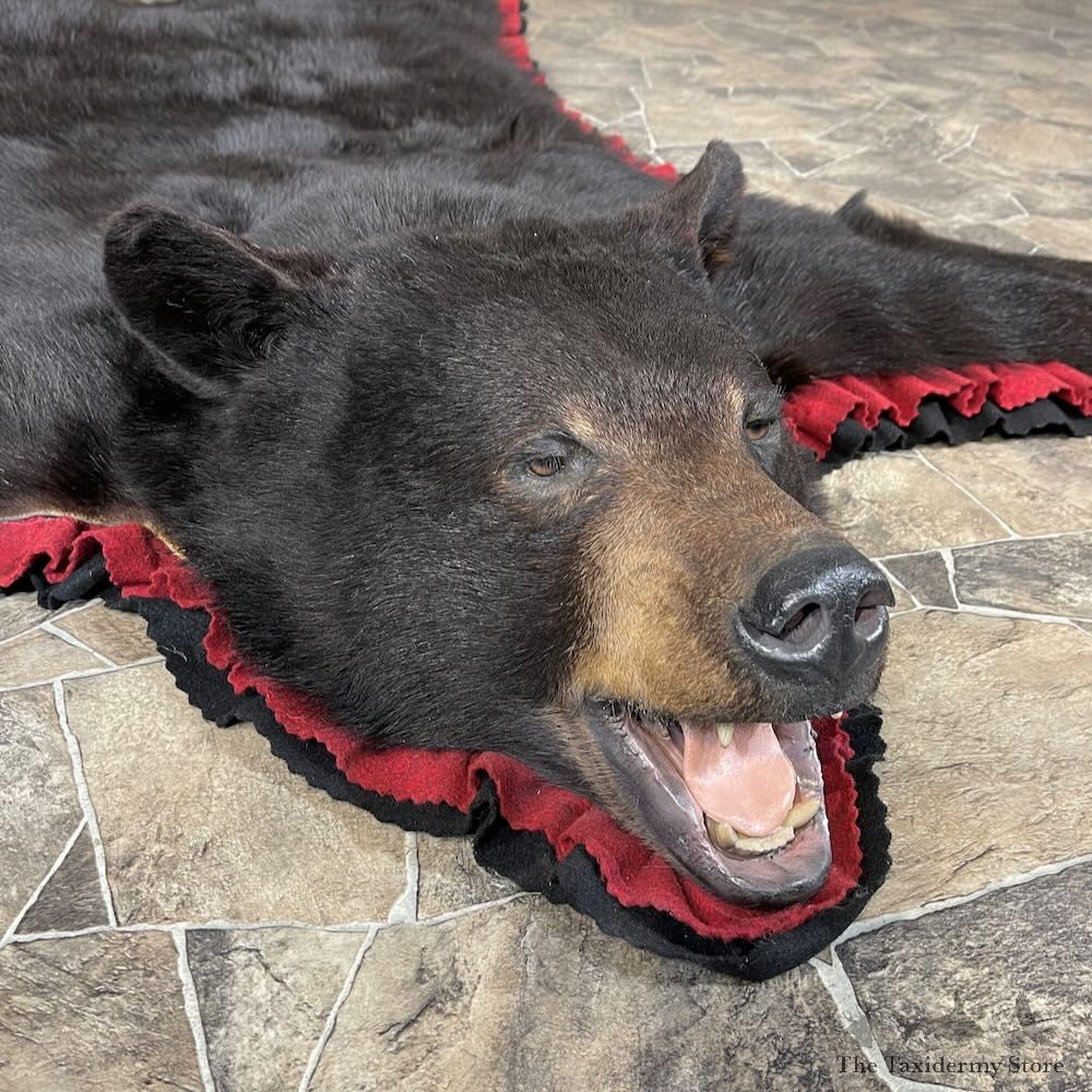 Black Bear Full-Size Rug For Sale #27848 @ The Taxidermy Store