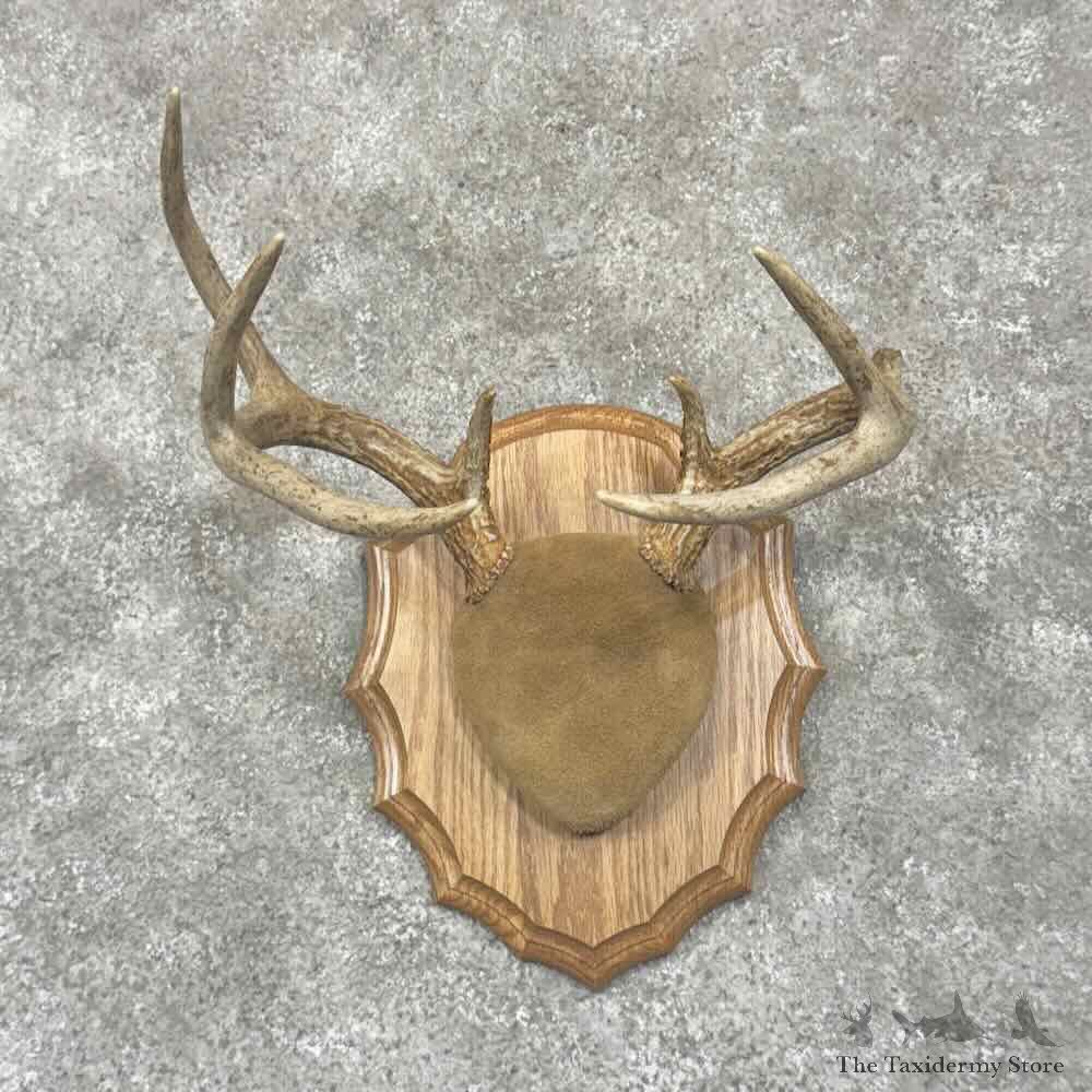 Whitetail Deer Antler Plaque Mount For Sale #30636 @ The Taxidermy Store