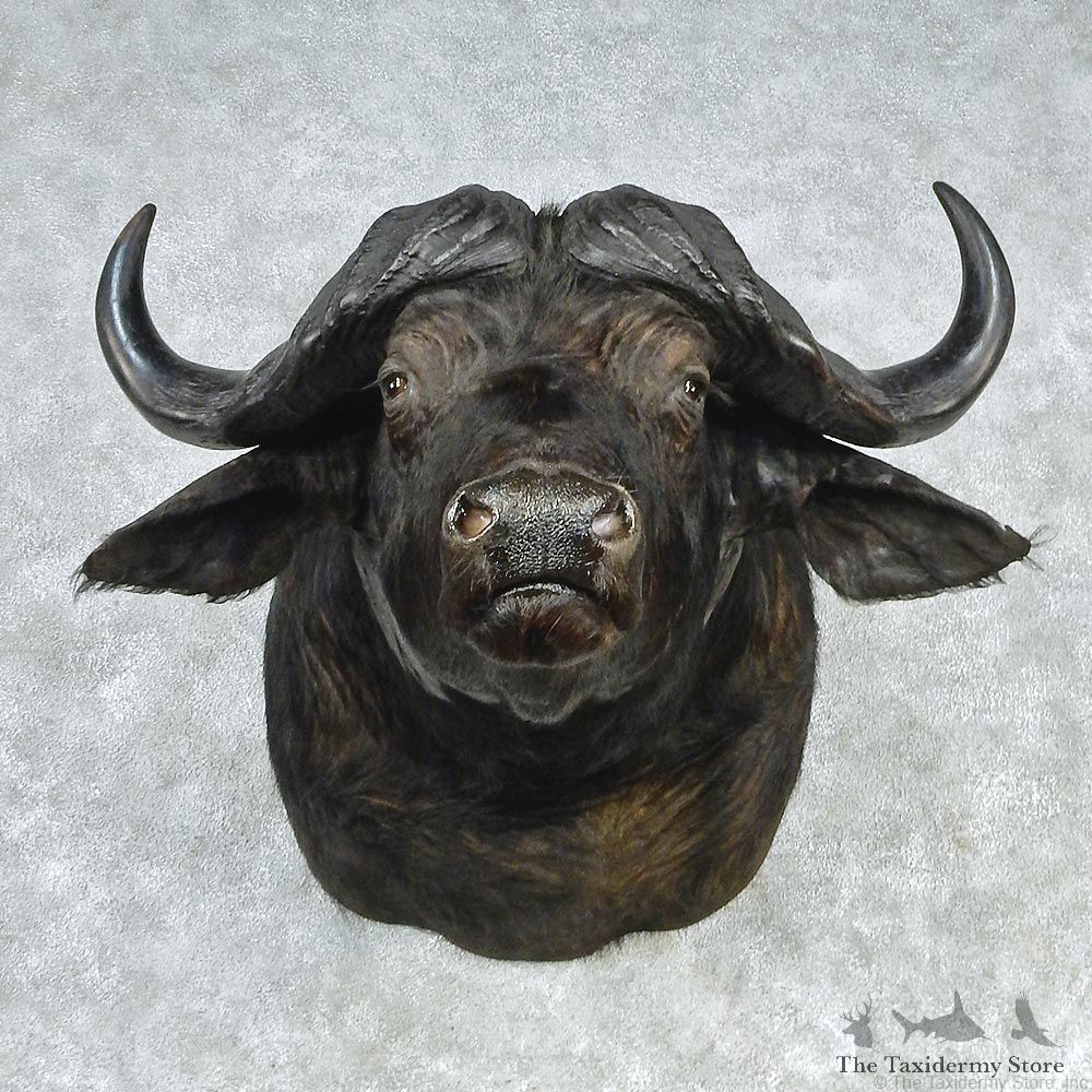 African Cape Buffalo Shoulder Taxidermy Head Mount #12703 For Sale @ The Taxidermy Store