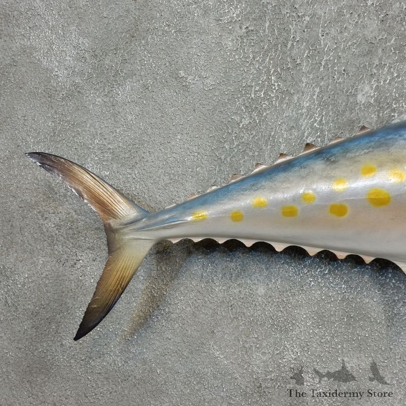 Replica Spanish Mackerel Taxidermy Fish Mount #17794 For Sale @ The Taxidermy Store