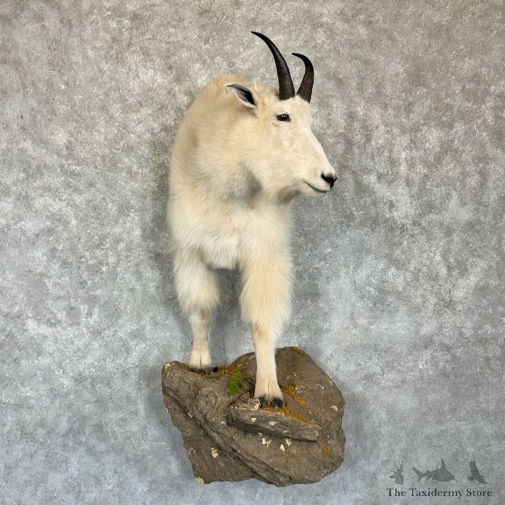 Mountain Goat 1/2 Life-Size Mount For Sale #29623 @ The Taxidermy Store
