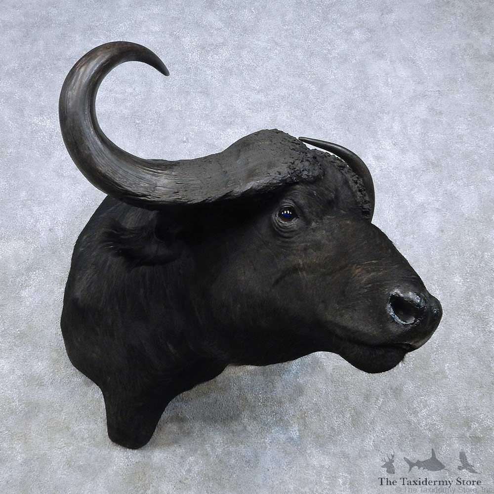 Cape Buffalo Shoulder Mount For Sale #14852 @ The Taxidermy Store