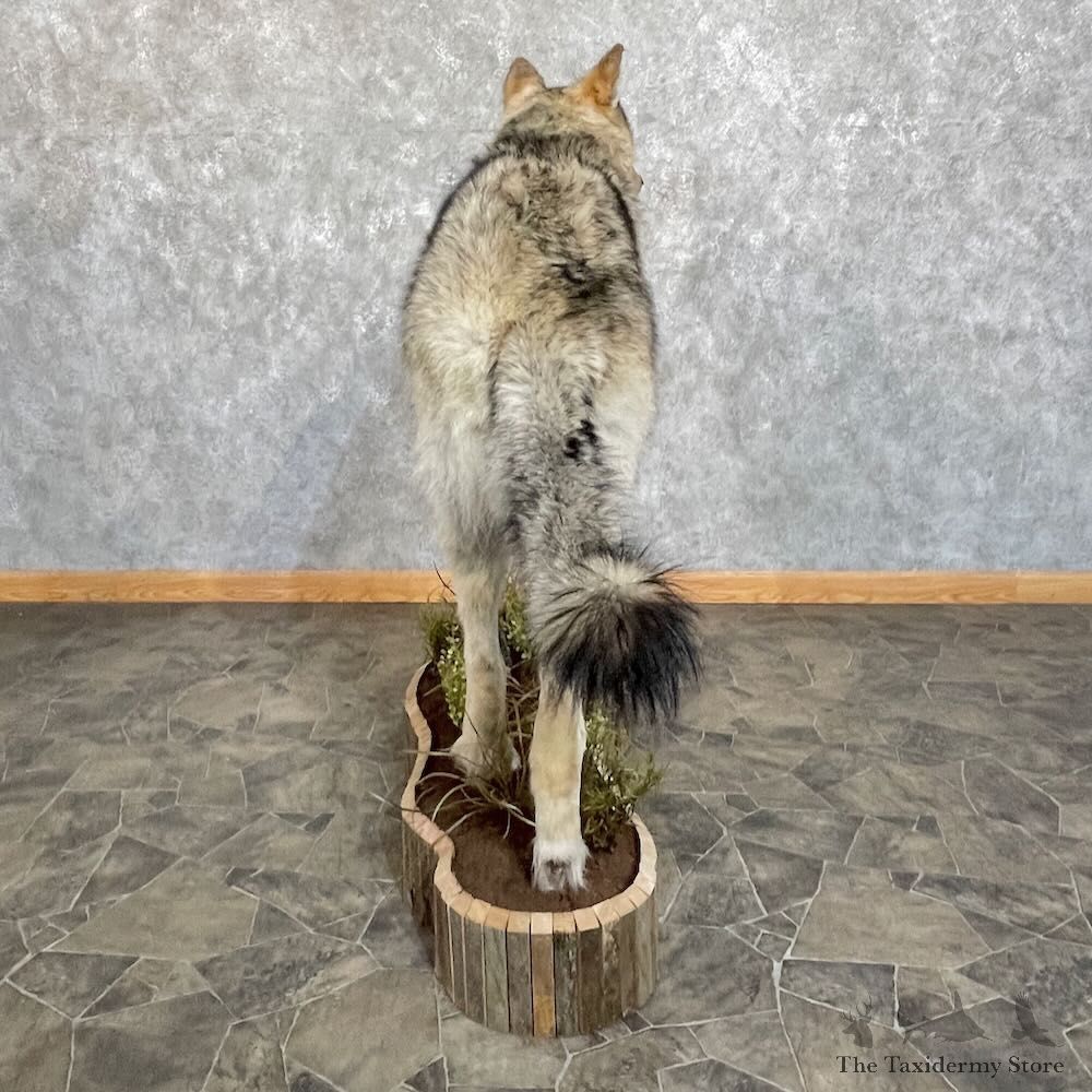 Alaskan Grey Wolf Life-Size Mount For Sale #27733 @ The Taxidermy Store