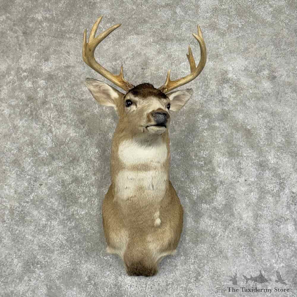 Sitka Blacktail Deer Shoulder Mount For Sale #31208 @ The Taxidermy Store