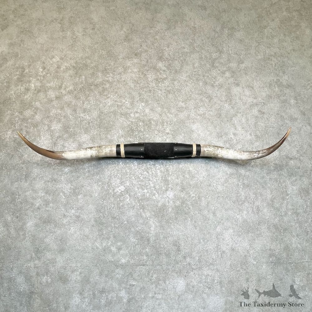 Longhorn Steer Plaque For Sale #26695 @ The Taxidermy Store