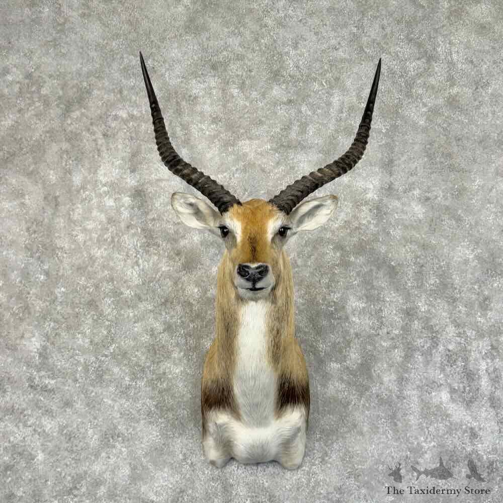 Common Lechwe Shoulder Mount For Sale #31195 @ The Taxidermy Store
