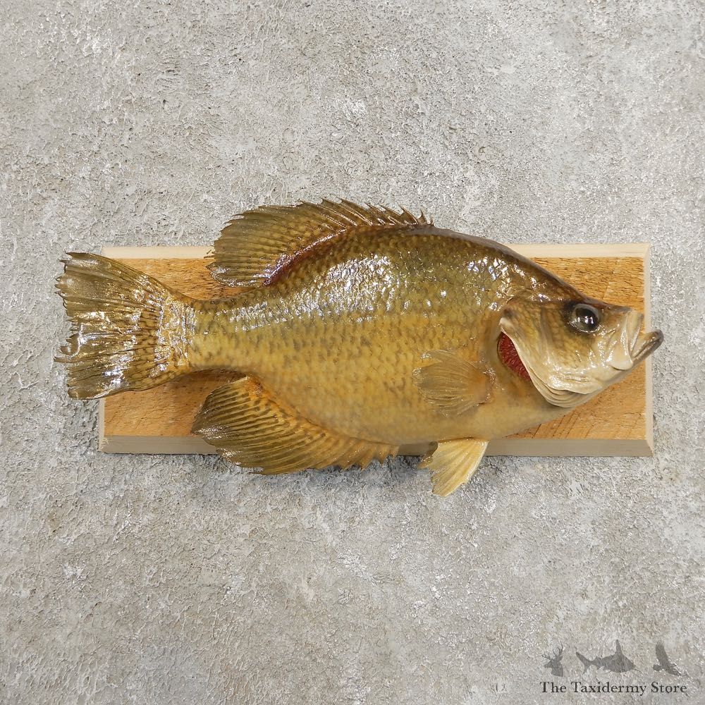 Black Crappie Taxidermy Fish Mount #20978 For Sale @ The Taxidermy Store