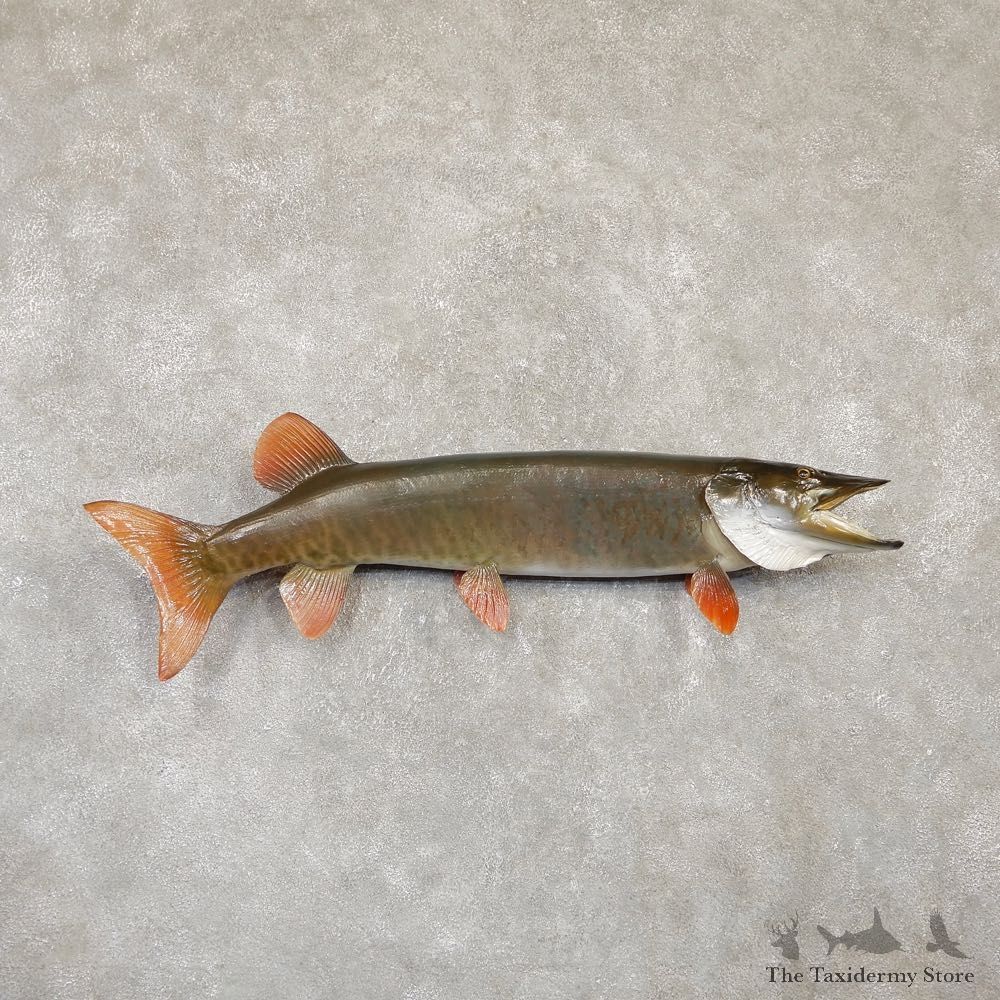 Musky Taxidermy Fish Mount For Sale The Taxidermy Store - 20105