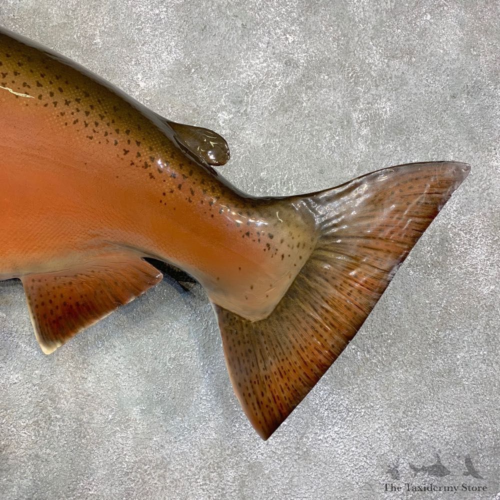 King Salmon Fish Mount For Sale #21610 @ The Taxidermy Store