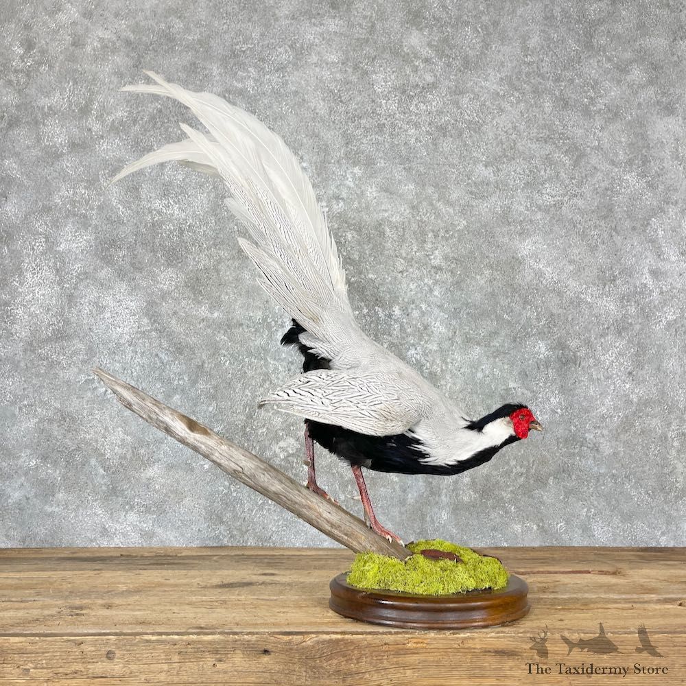 Silver Pheasant Bird Mount For Sale #26978 @ The Taxidermy Store