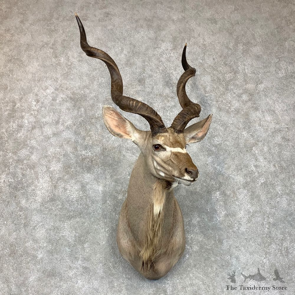 Greater Kudu Shoulder Mount For Sale #23487 @ The Taxidermy Store
