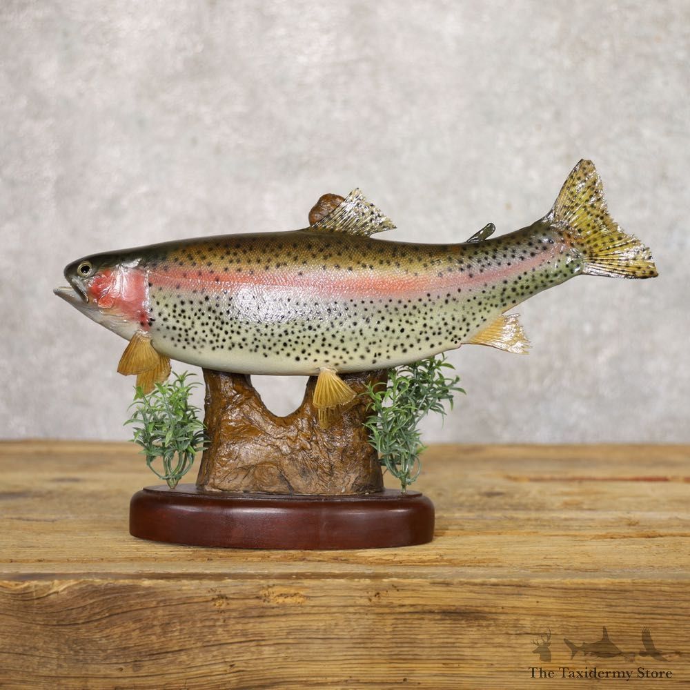 Rainbow Trout Fish Mount For Sale #22226 @ The Taxidermy Store