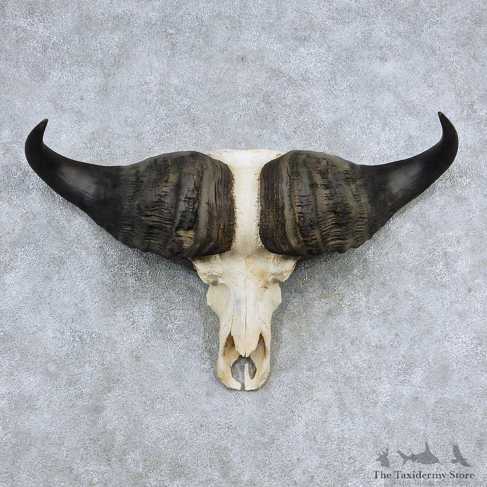 Cape Buffalo Skull Horns Mount For Sale #13903 For Sale @ The Taxidermy Store