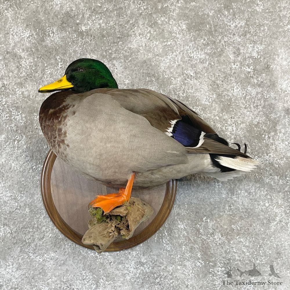 Mallard Duck Drake Bird Mount For Sale #28124 - The Taxidermy Store