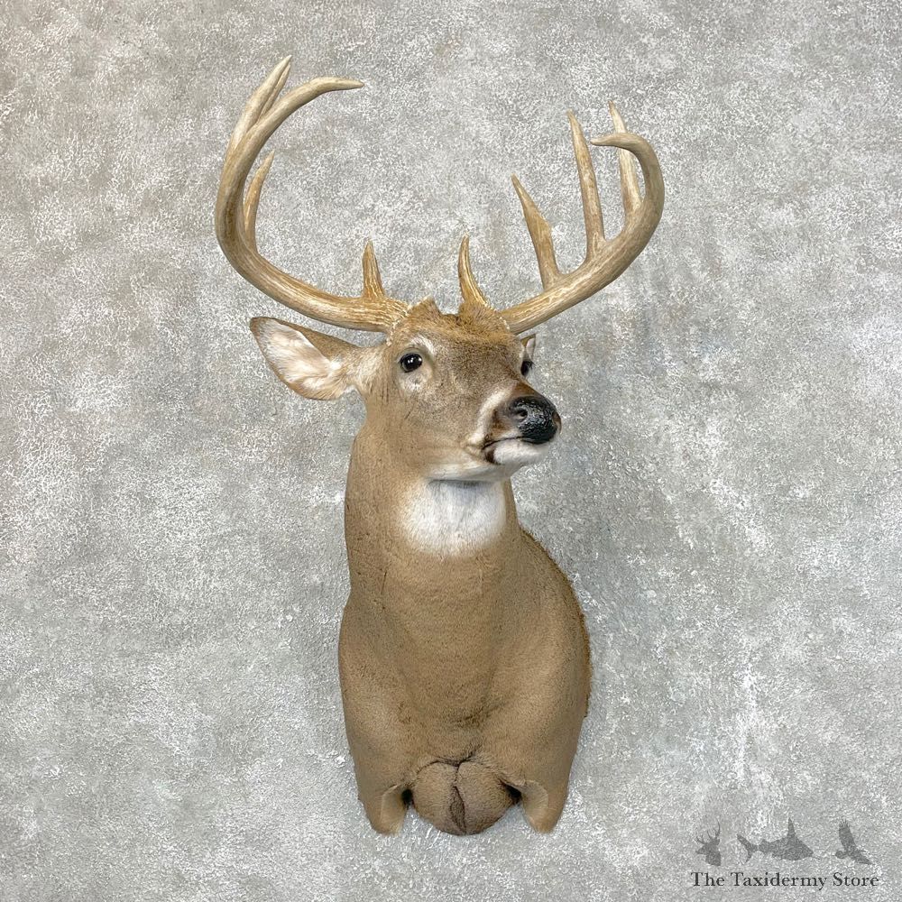 Whitetail Deer Shoulder Mount #24520 For Sale - The Taxidermy Store