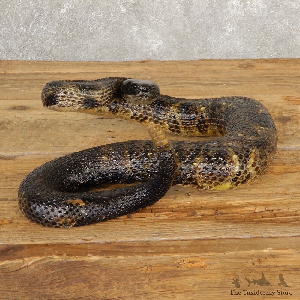 Western Diamondback Rattlesnake Mount For Sale #20661 @ The Taxidermy Store