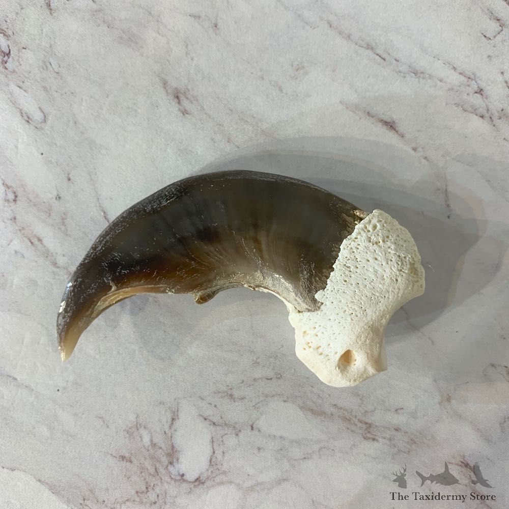 Polar Bear Claw Taxidermy For Sale #20652 @ The Taxidermy Store