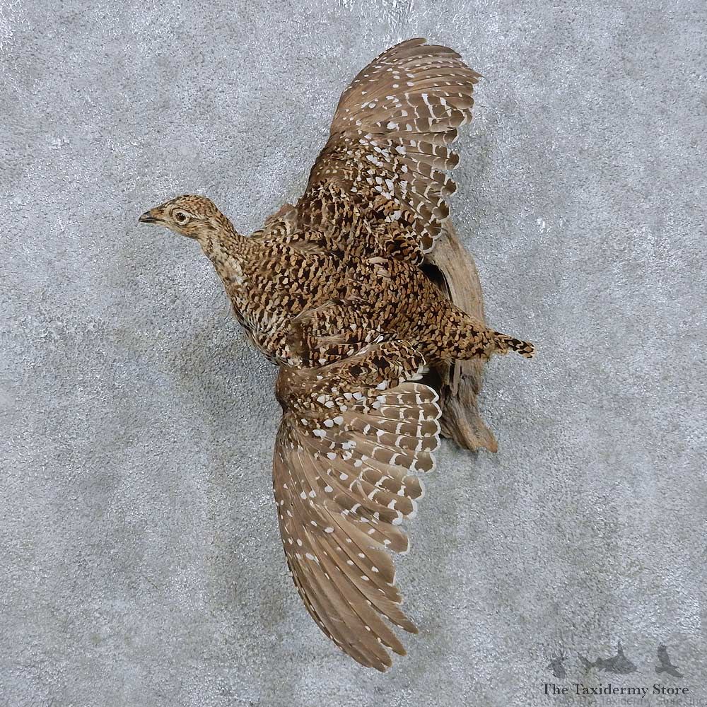 Flying Sharp-tailed Grouse Mount For Sale #14818 @ The Taxidermy Store