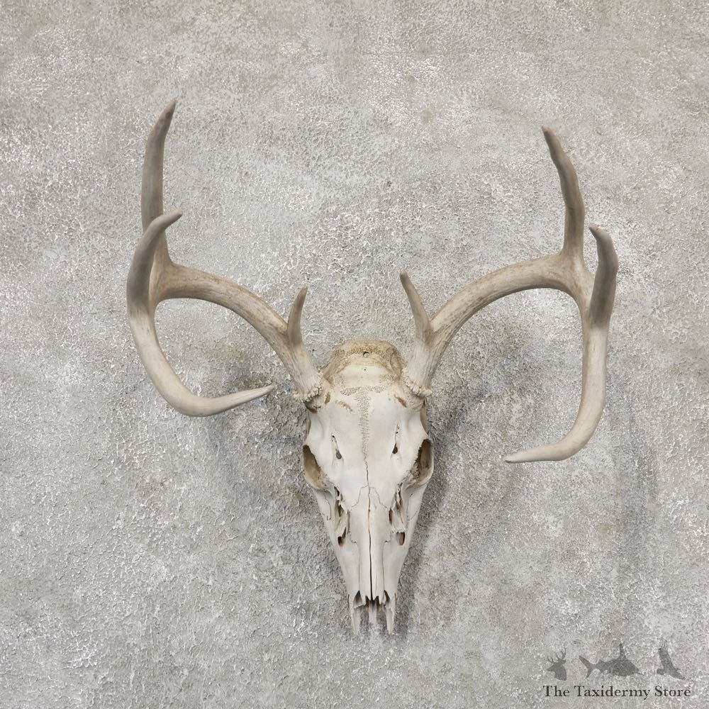 Whitetail Deer Skull European Mount For Sale #18954 @ The Taxidermy Store