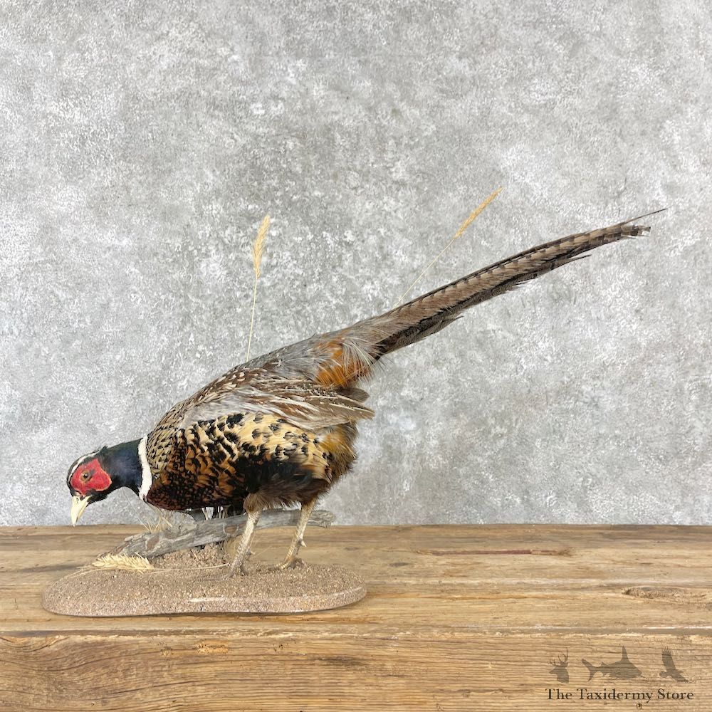 Ringneck Pheasant Bird Mount For Sale #27188 @ The Taxidermy Store