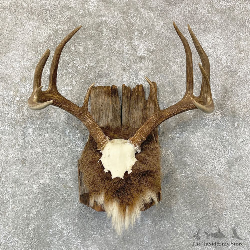 Whitetail Deer Antler Plaque Mount #24736 For Sale @ The Taxidermy Store