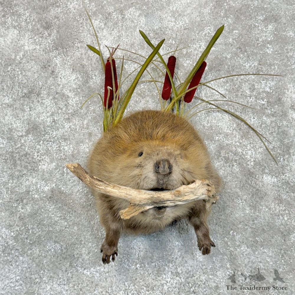 North American Beaver 1/2 Life-Size Mount For Sale #29461 @ The Taxidermy Store