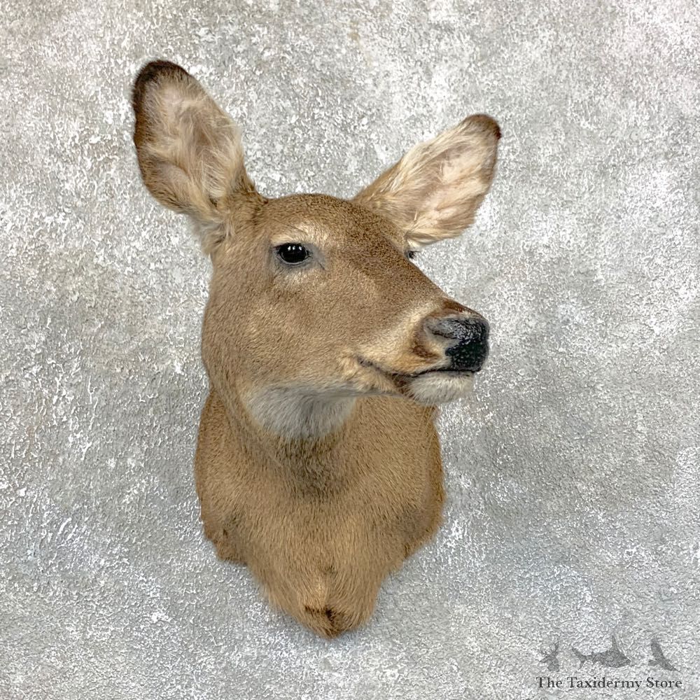 Whitetail Deer Doe Shoulder Mount For Sale #23886 @ The Taxidermy Store