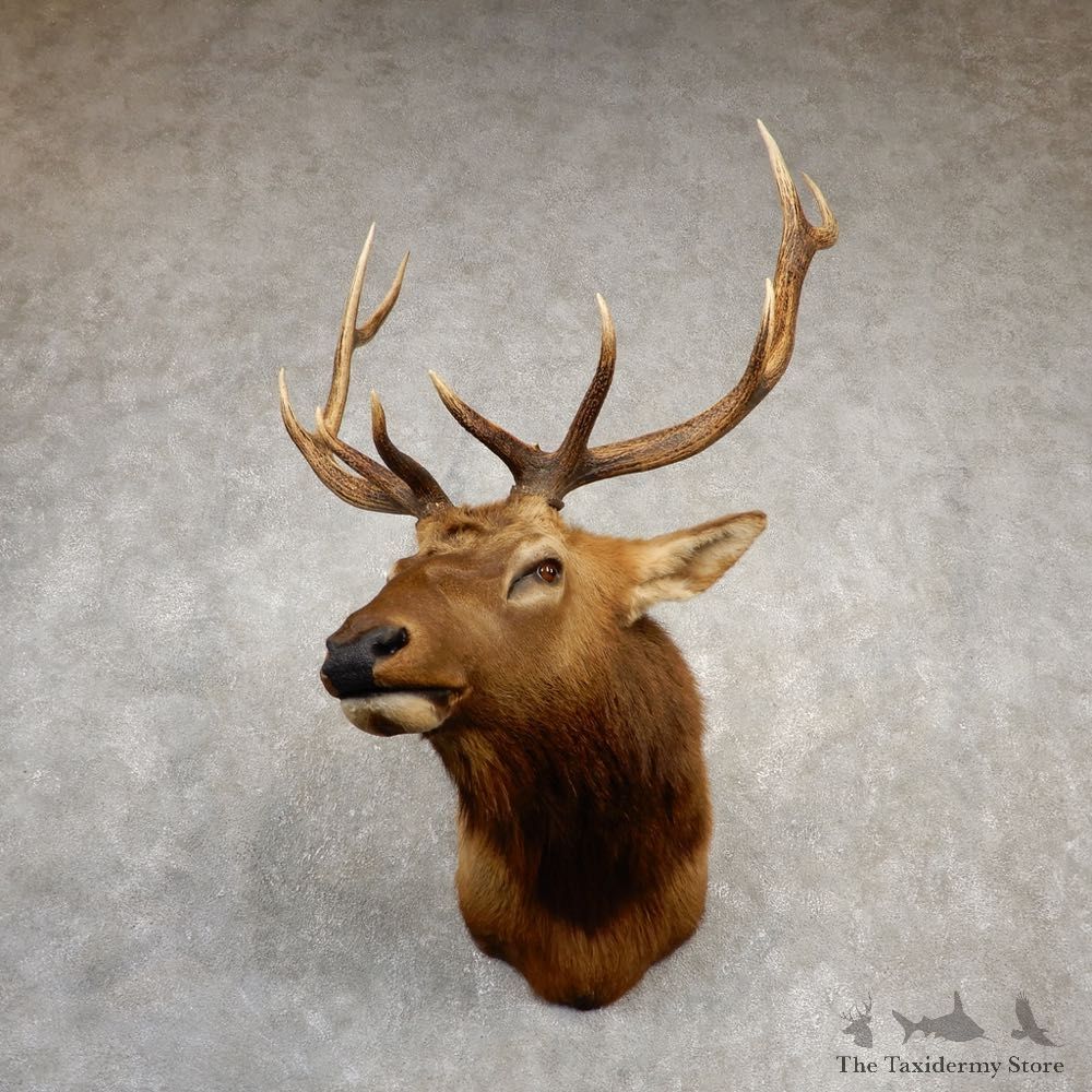 Rocky Mountain Elk Shoulder Mount For Sale #20532 @ The Taxidermy Store
