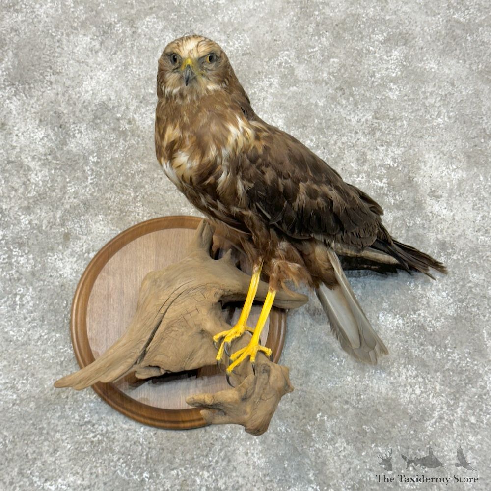Swamp Harrier Bird Mount For Sale #29727 @ The Taxidermy Store