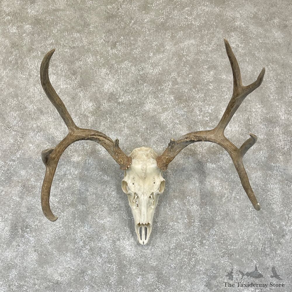 Mule Deer Skull European Mount For Sale #28111 @ The Taxidermy Store