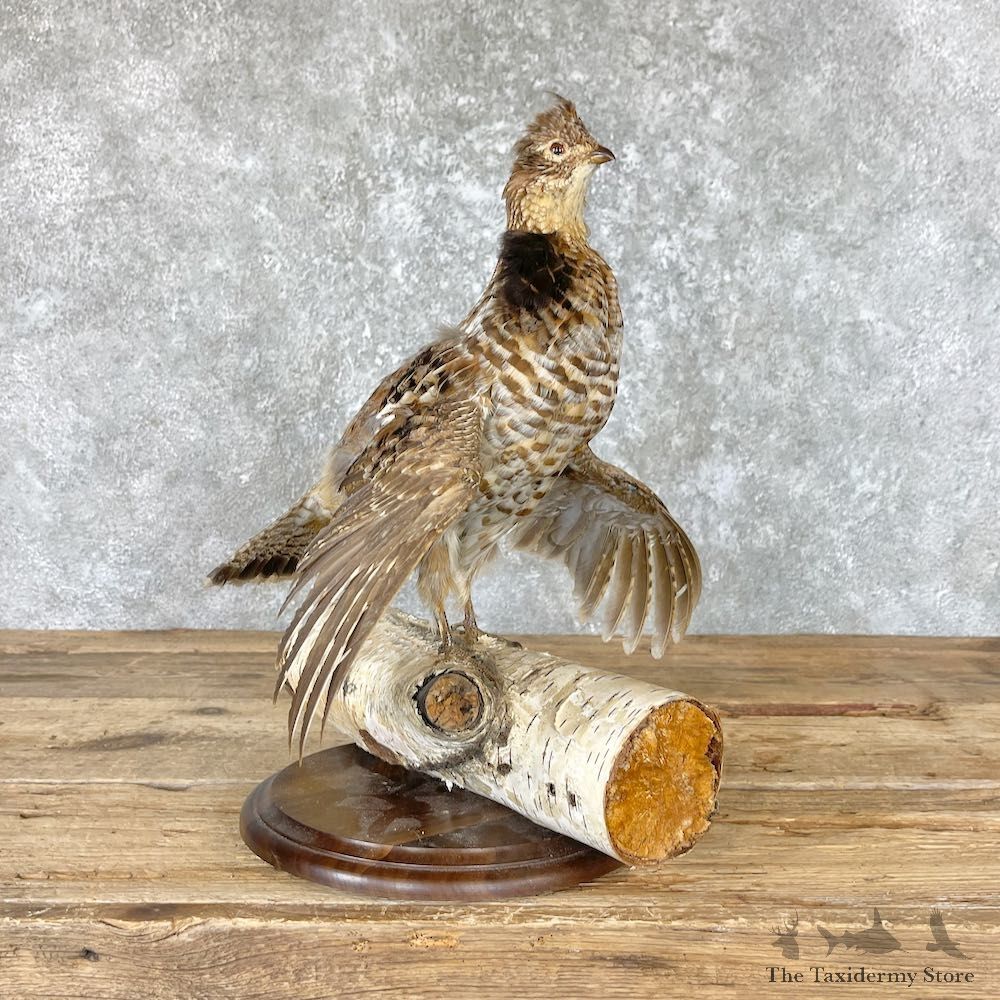 Ruffed Grouse Bird Mount For Sale #26665 @ The Taxidermy Store