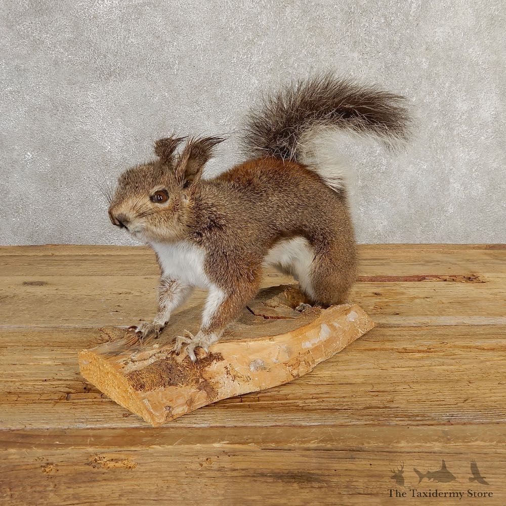 Abert's Squirrel Life-Size Mount For Sale #20765 @ The Taxidermy Store