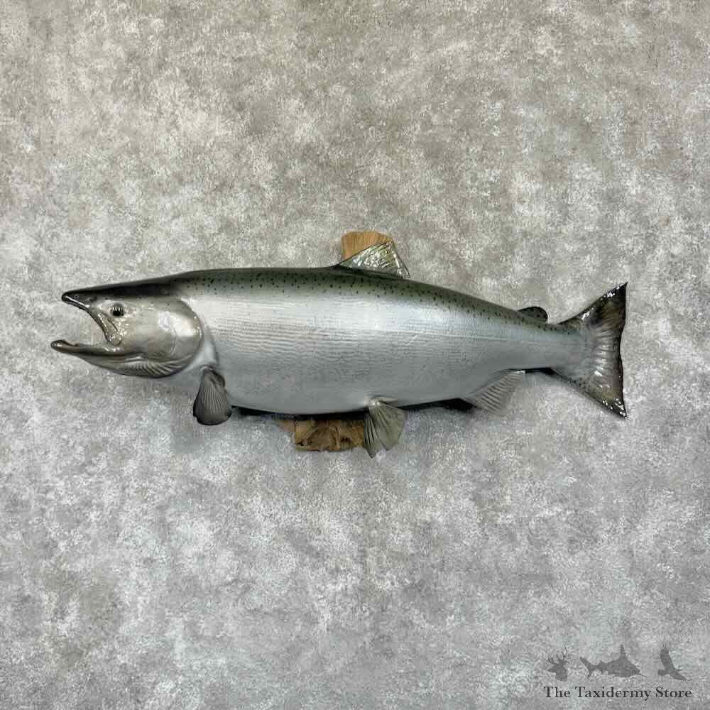 King Chinook Salmon Fish Mount For Sale #30760 @ The Taxidermy Store