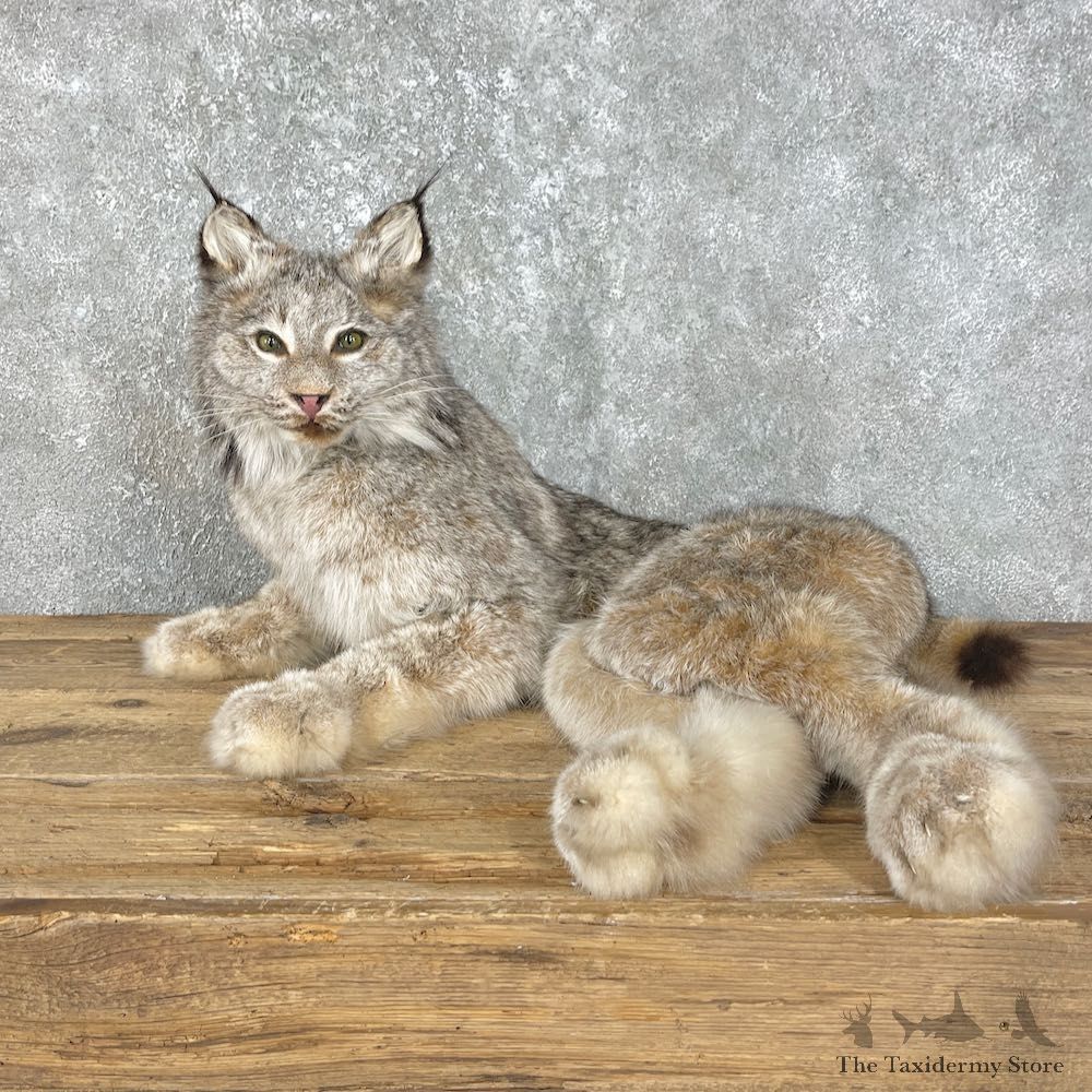 Canadian Lynx Life-Size Mount For Sale #25794 - The Taxidermy Store