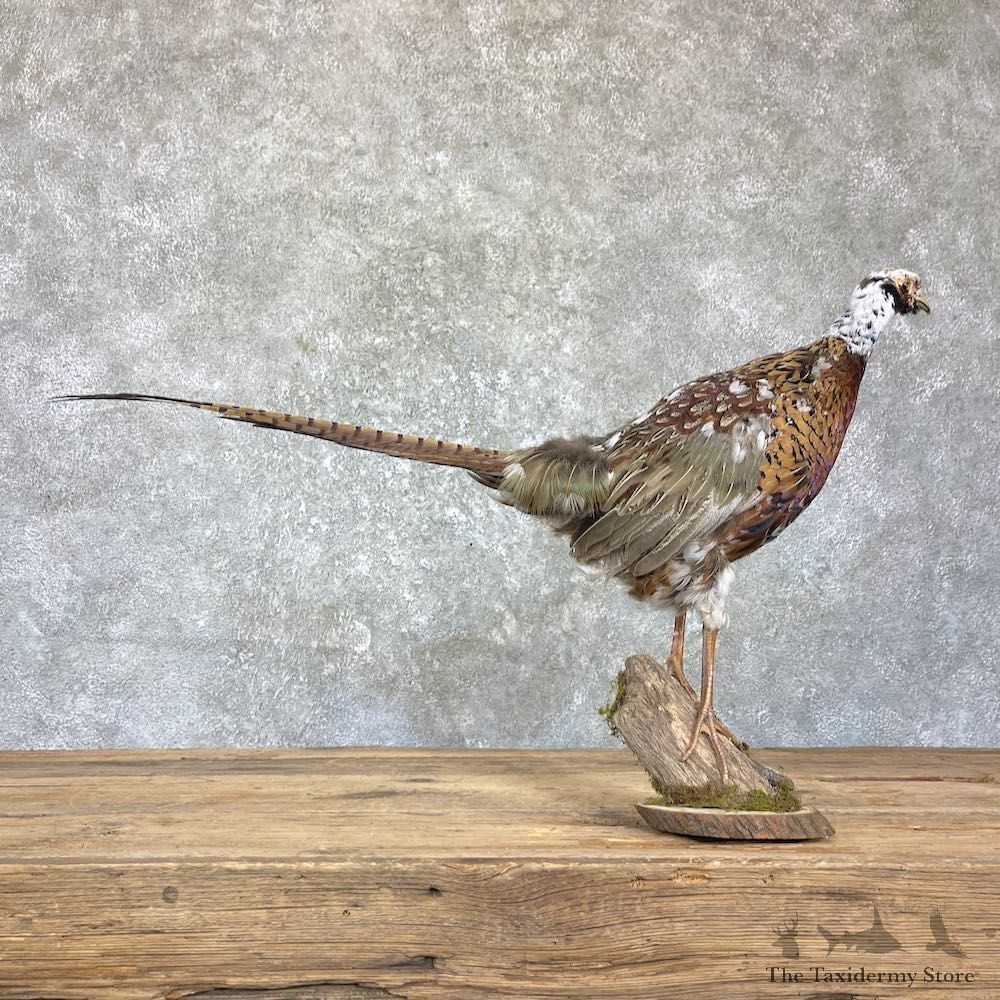 Hybrid Pheasant Bird Mount For Sale #26354 - The Taxidermy Store