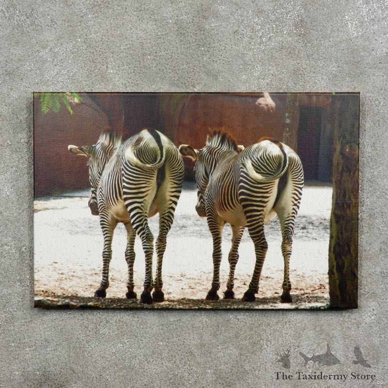 #17091Grevy's Zebra Photography Scene