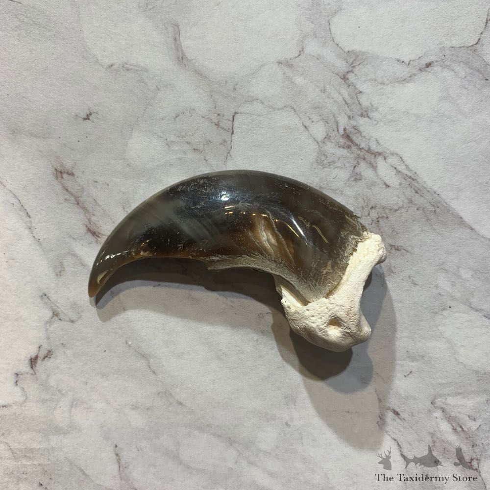 Polar Bear Claw Taxidermy For Sale #20655 - The Taxidermy Store