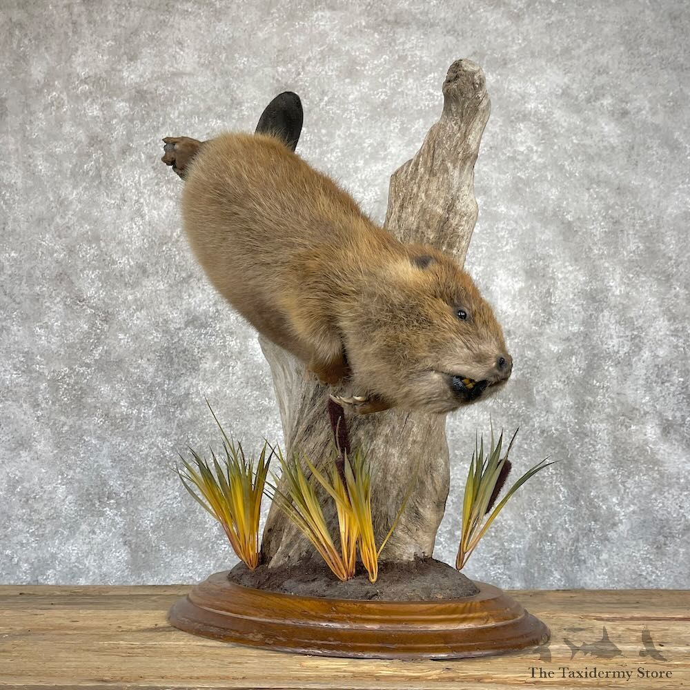 North American Beaver Mount For Sale #28243 @ The Taxidermy Store