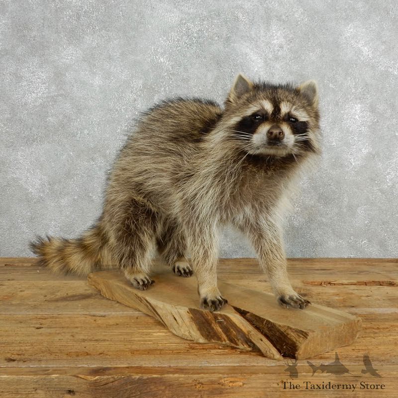 Raccoon Life-Size Mount For Sale #18149 @ The Taxidermy Store
