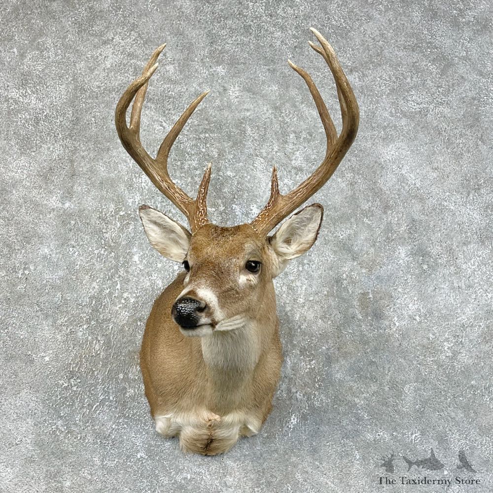 Texas Whitetail Deer Shoulder Mount For Sale #25470 @ The Taxidermy Store