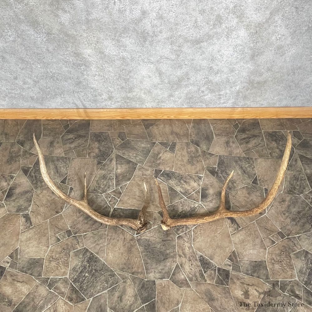 Elk Antler Craft Pack For Sale #25102 @ The Taxidermy Store