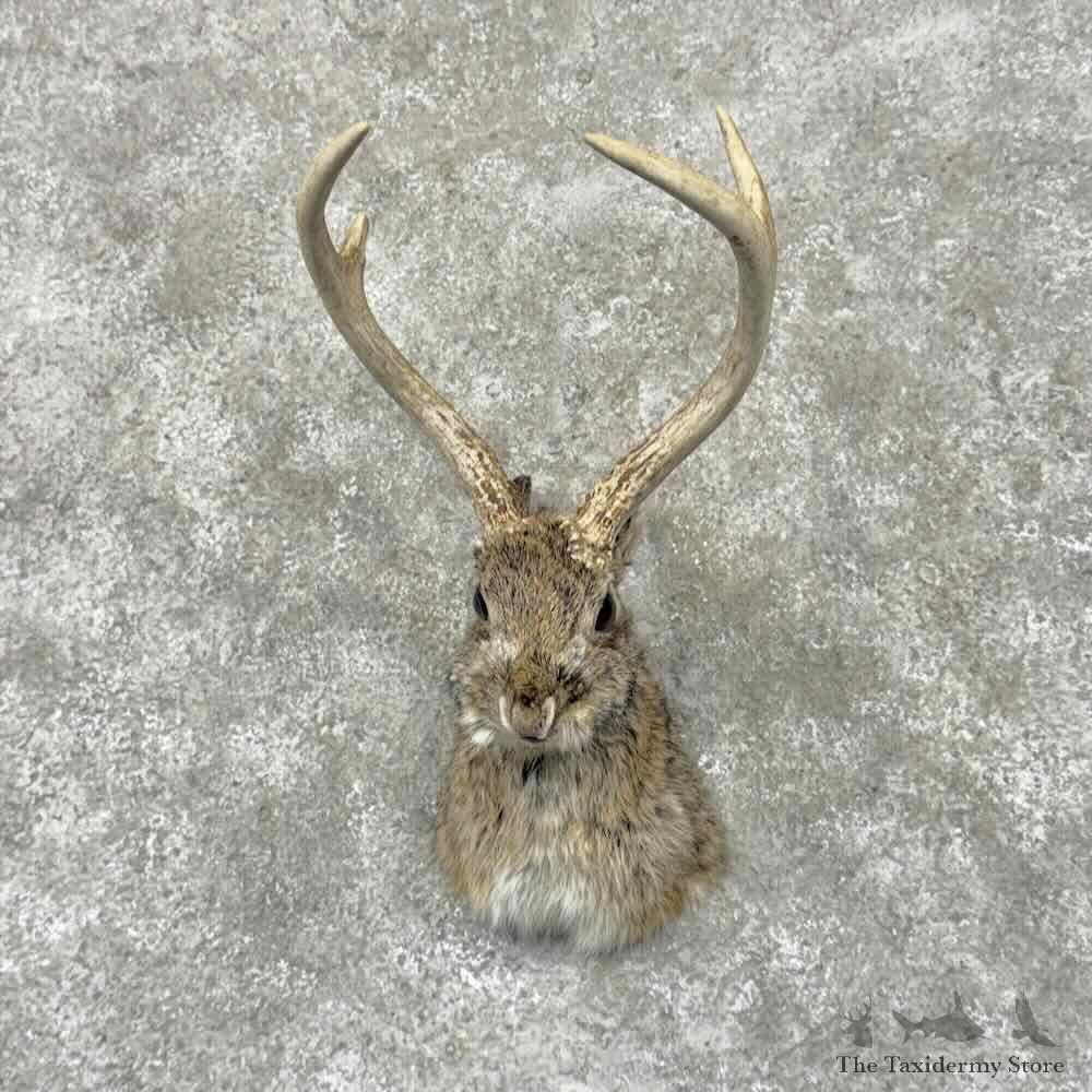Jackalope Shoulder Mount For Sale #31961 @ The Taxidermy Store