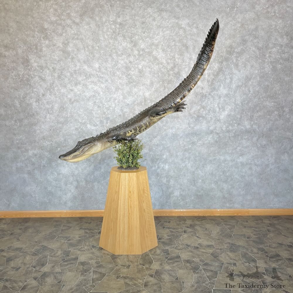 Alligator Life-Size Pedestal Mount For Sale #28314 @ The Taxidermy Store
